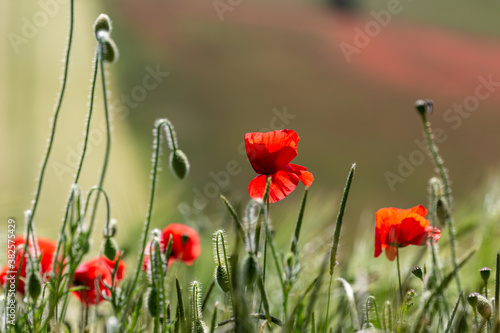 Fototapeta Naklejka Na Ścianę i Meble -  Poppies in the Sussex Sunshine