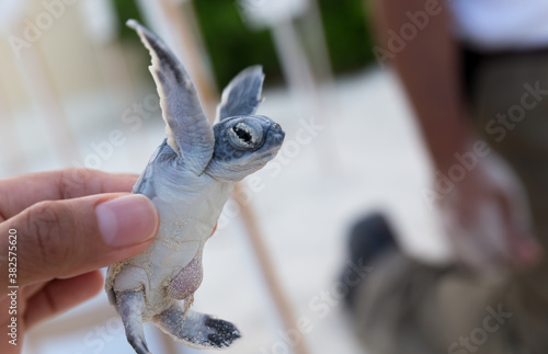 Tortuga marina recién nacida sostenida por una mano photo