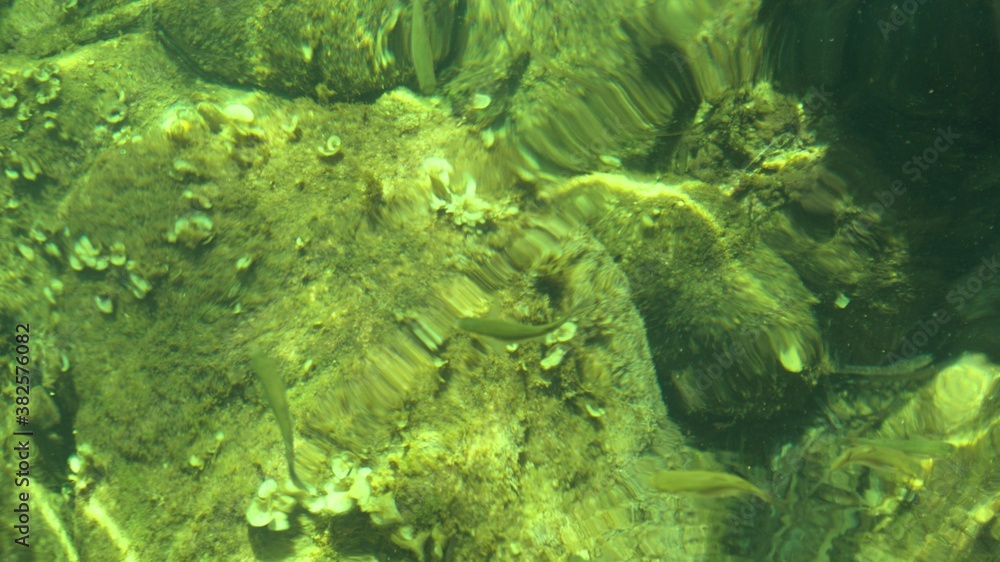 Fototapeta premium Fish under water. Cyprus. Pathos. Beach.