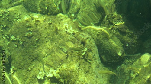 Fotografia Fish under water. Cyprus. Pathos. Beach.
