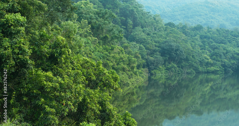 Green forest with the river lake reflection Green forest with the river lake reflection