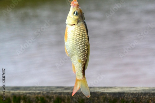 common carp fish hang on hook fish caught with hook and line