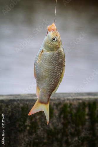 common carp fish hang on hook fish caught with hook and line
