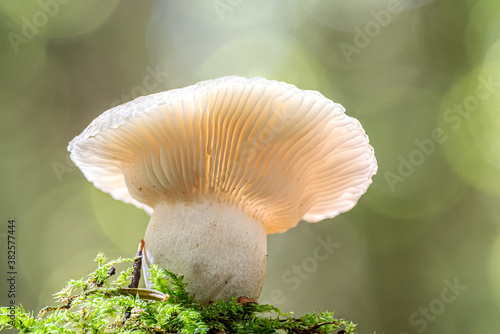 mushroom in mornig light