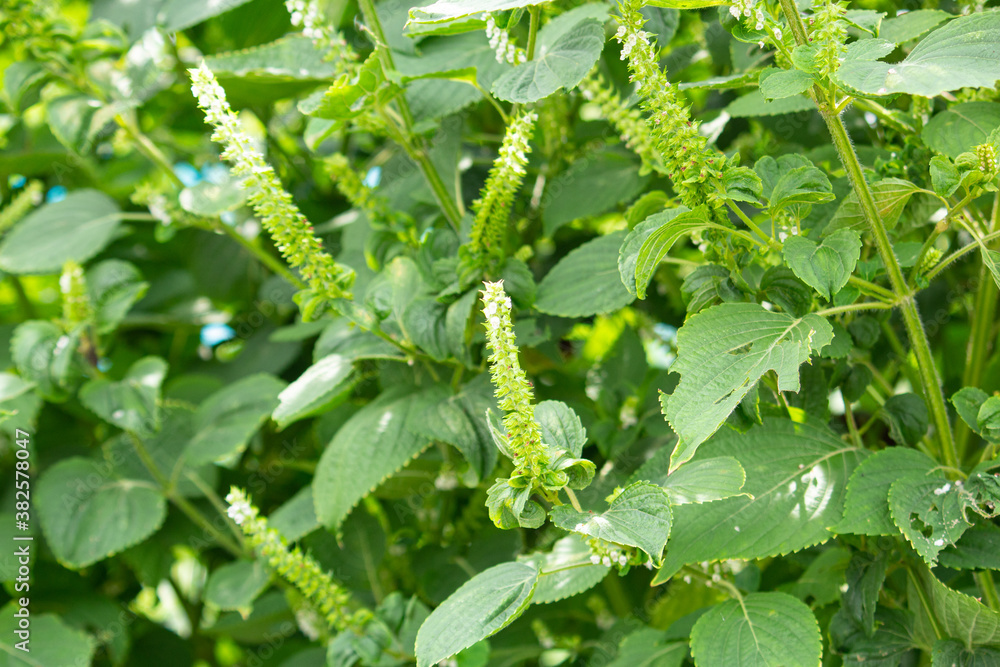 エゴマ 荏胡麻 学名 Perilla Frutescens シソ科 健康によいオイルの原料 日本 秋 東京で撮影 先端に白い花がついている Stock Photo Adobe Stock