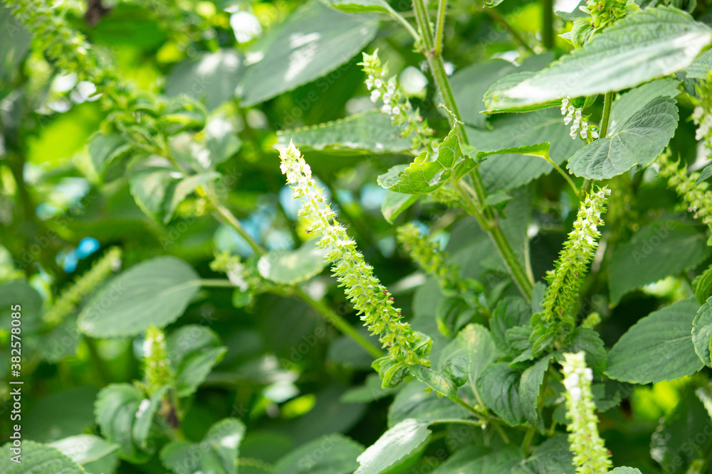 エゴマ 荏胡麻 学名 Perilla Frutescens シソ科 健康によいオイルの原料 日本 秋 東京で撮影 先端に白い花がついている Stock Photo Adobe Stock エゴマ 荏胡麻 学名 Perilla Frutescens シソ科 健康によいオイルの原料 日本 秋 東京で撮影 先端に白い花がついている Stock Photo Adobe Stock