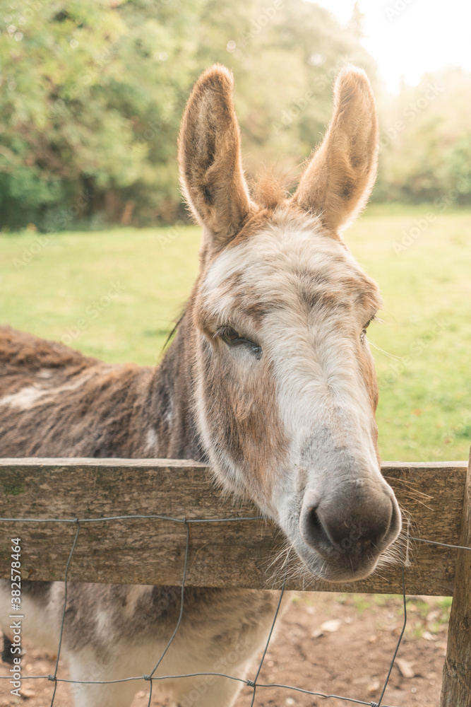 A friendly donkey came over to stand with its head over the fence and pose for the camera. A friendly donkey came over to stand with its head over the fence and pose for the camera.