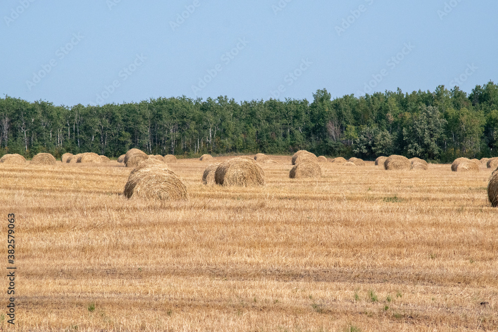 Hay Bales after fall harvest on the Canadian Prairies.