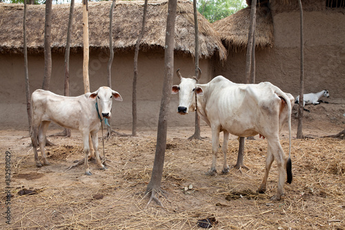 Domestic animal in Rural India photo