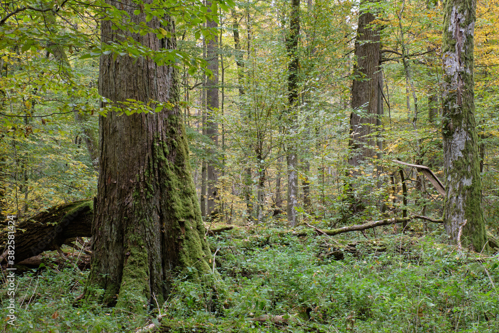 Obraz premium Deciduous stand with hornbeams and oaks