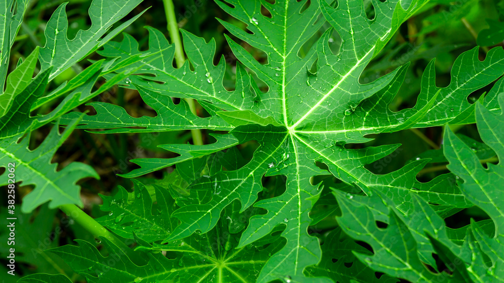 Obraz premium The rain on the papaya leaves was taken up close.