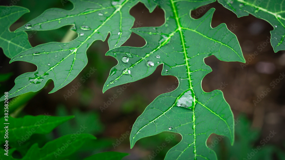Fototapeta premium The rain on the papaya leaves was taken up close.