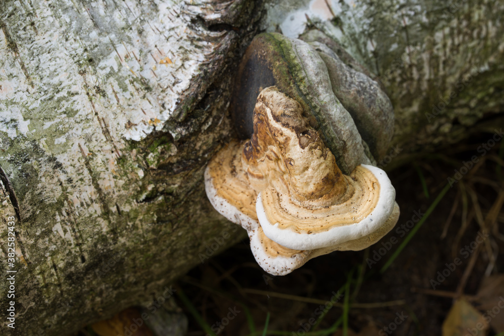 small tinder polypore on fallen birch small tinder polypore on fallen birch
