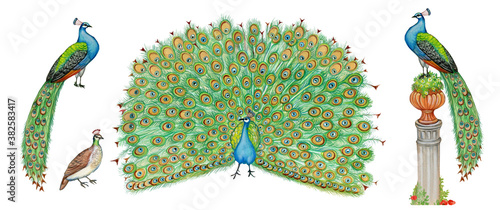 realistic scientific illustrations of peacock (Pavo cristatus) with Peacock male and female photo