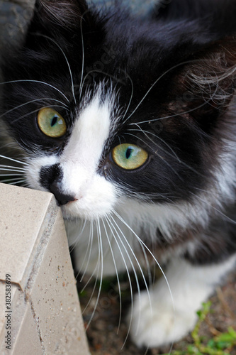 portrait of a cat