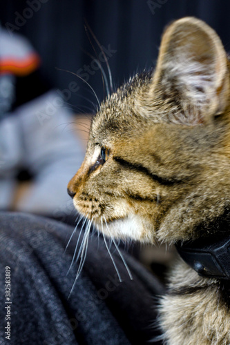 portrait of a cat