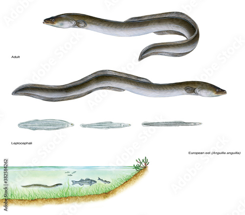 realistic illustration of european eel (Anguilla anguilla): adult, leptocephalus end environment