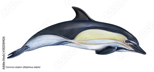 scientific illustration of common dolphin (Delphinus delphi) on white background. watercolor handmade photo