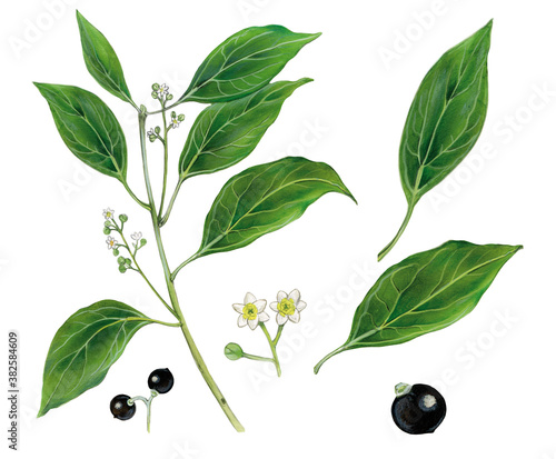 realistic botanic illustration of camphor tree (Cinnamomum camphora) with a branch with leaves, flowers and fruits photo