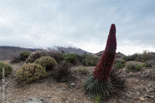 Specimen of Endemic Red Tenerife Bugloss. In the background, Teide peak covered by clouds photo