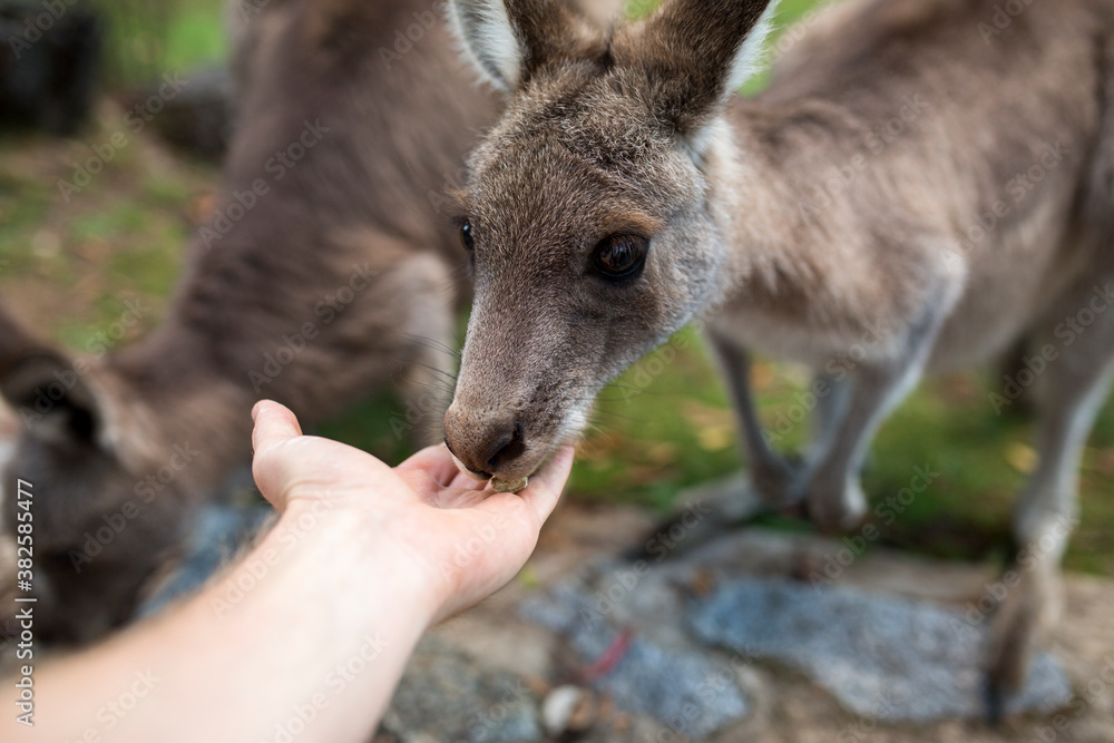 Hand feeding a small kangaroo Hand feeding a small kangaroo