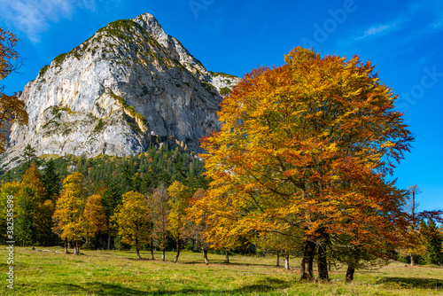 Wunderschöne Ahornbäume am Großen Ahornboden photo