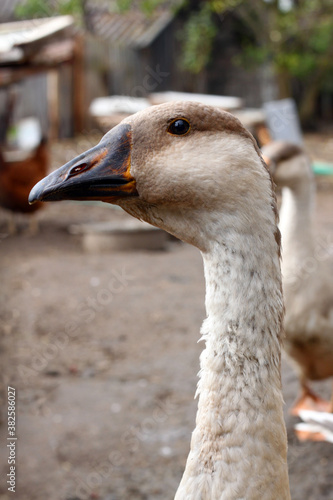 portrait of a goose