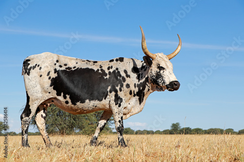 Fotografia Nguni cow - indigenous cattle breed of South Africa - on a rural farm