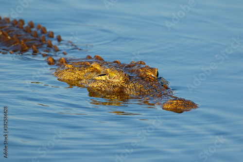 Portrait of a large Nile crocodile (Crocodylus niloticus) in water, Kruger National Park, South Africa. © EcoView