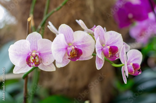 Ordinary  beautiful flowers with natural colors. Theme of biology and holidays.