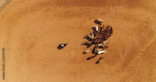 Aerial drone above cow herd in a horse farm ranch. Cowboy man on stallion at ranch leading domestic animals in farmland. Beef and cow industry concept