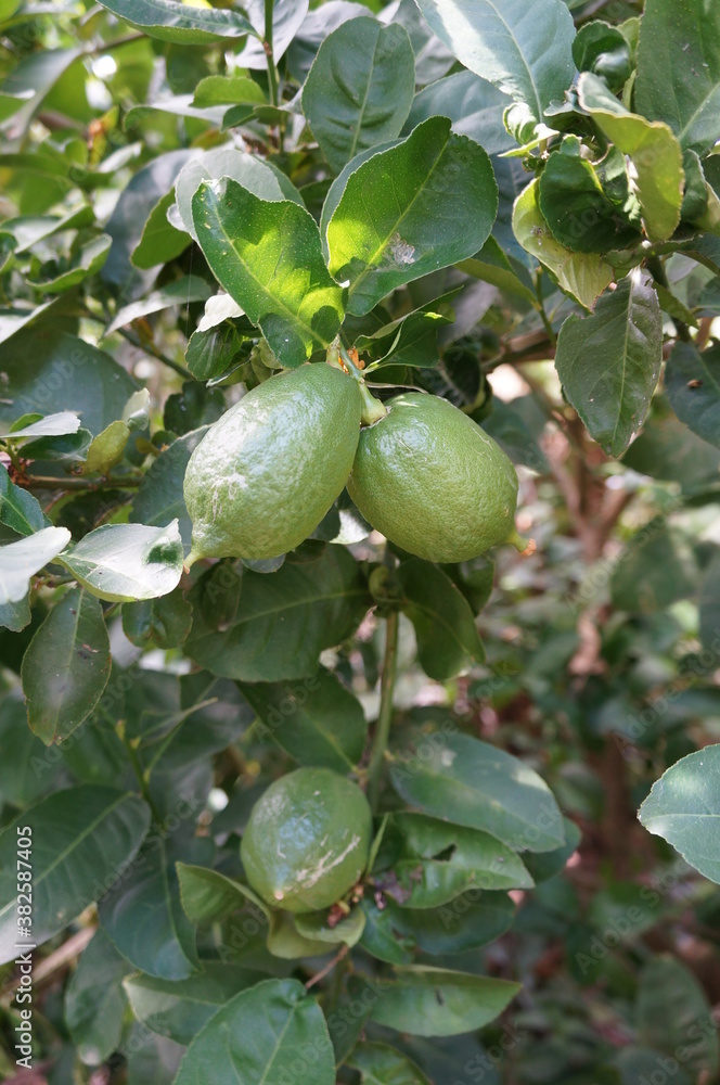 Organic lemon and lime on the green plant Organic lemon and lime on the green plant