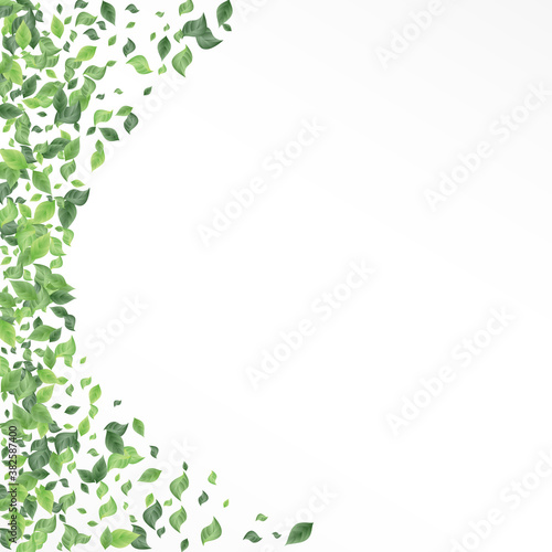 Mint Leaves Organic White And Gray Background 