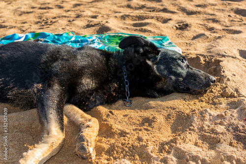 The black dog lies on the sandy seashore.