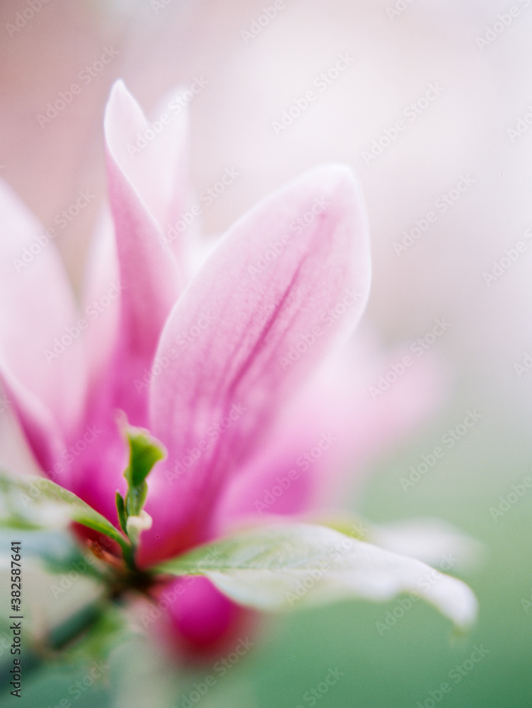 Pastel pink tones on Magnolia flower's petal Pastel pink tones on Magnolia flower's petal