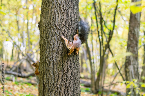 Red squirrel in the autumn forest. Plays by funny squirrels sunny day on the ground are colorful leaves of trees.