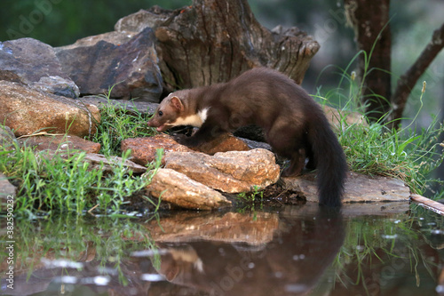 Stone marten with the last lights of day in a riverside forest