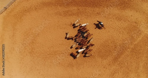 Aerial drone above cow herd in a horse farm ranch. Cowboy man on stallion at ranch leading domestic animals in farmland. Beef and cow industry concept