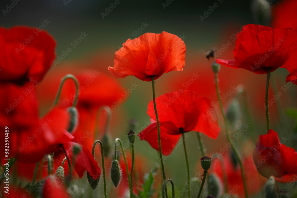 Fototapeta premium Field of poppies and greens