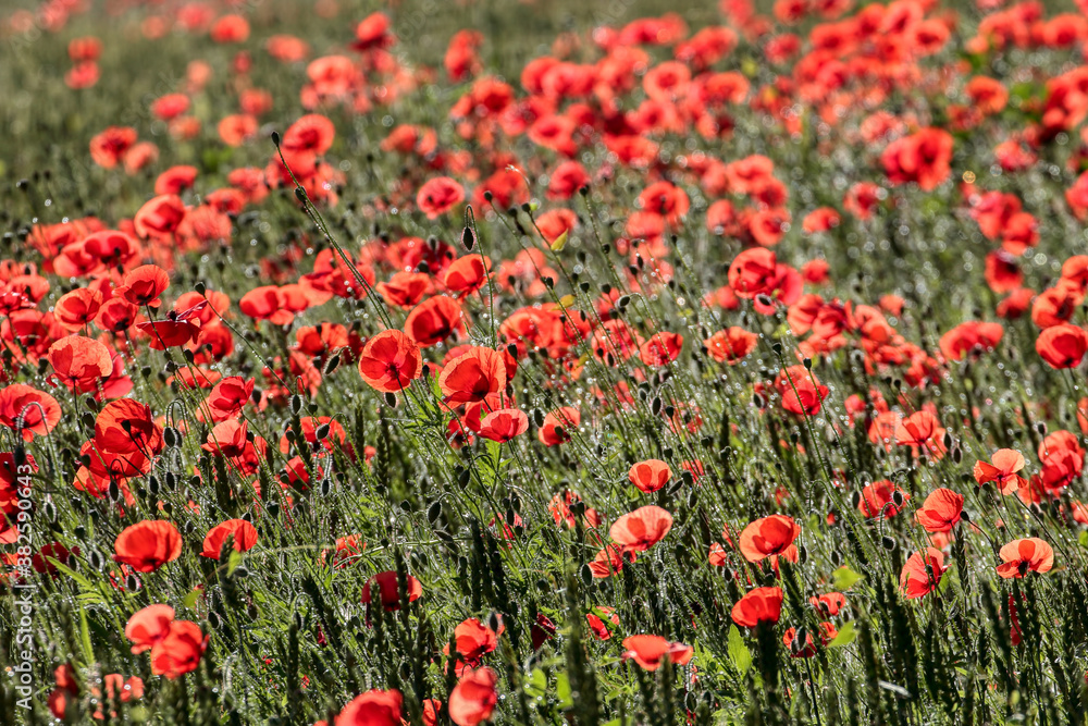 Field of poppies and greens