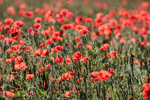 Field of poppies and greens © photokrle