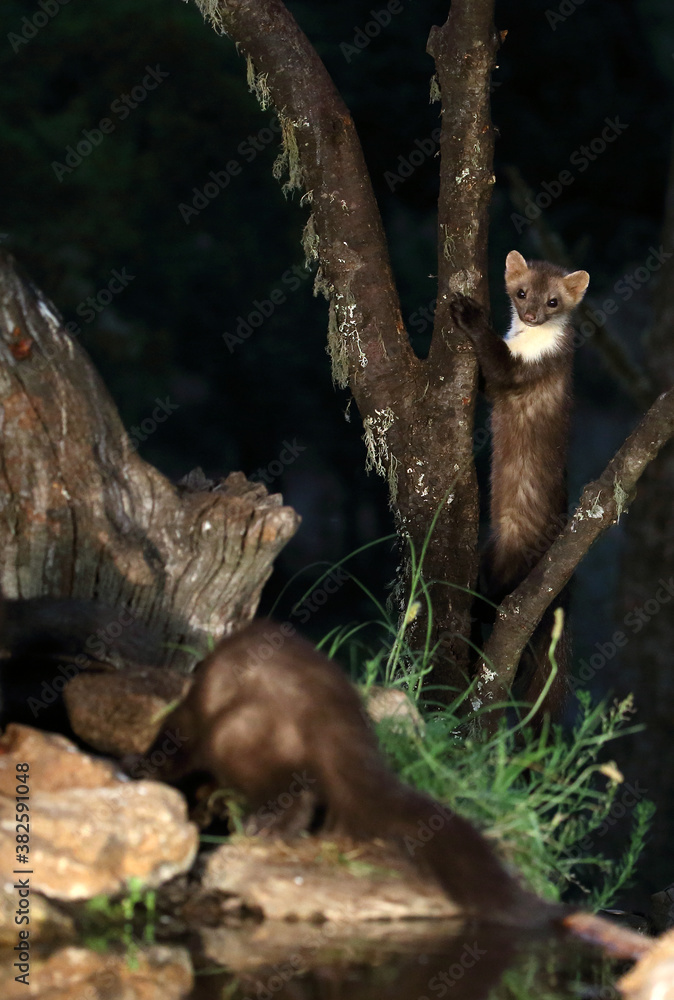 Obraz premium Stone marten at a water point in the early evening