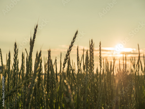 Wheat field. Ears of golden wheat close up. Rural Scenery during Shining sunset. close-up