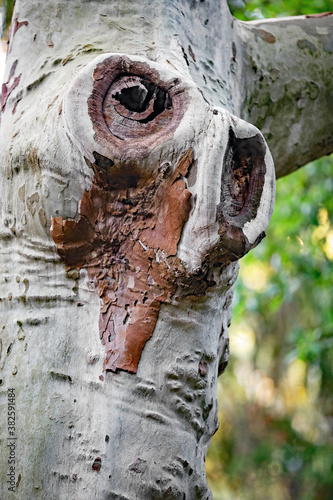 Baum mit Augen