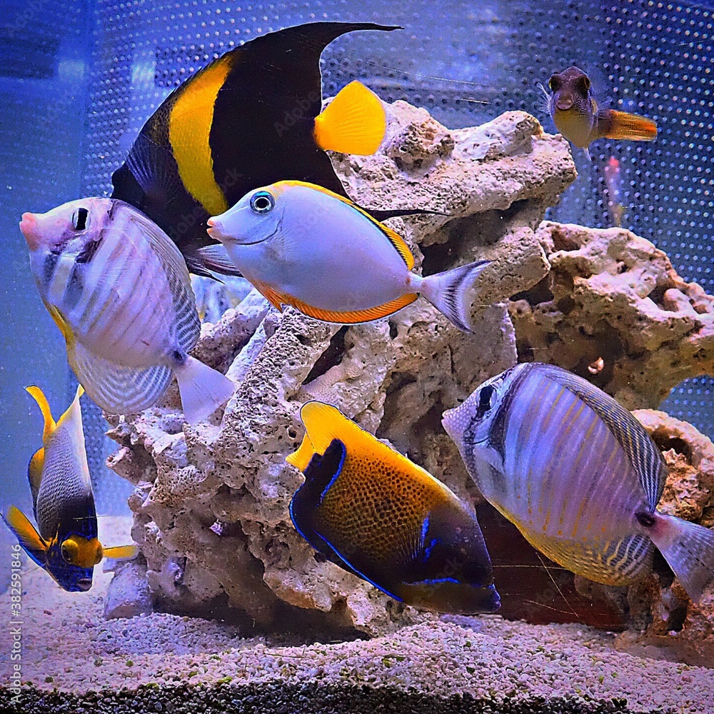 Obraz premium fish in aquarium