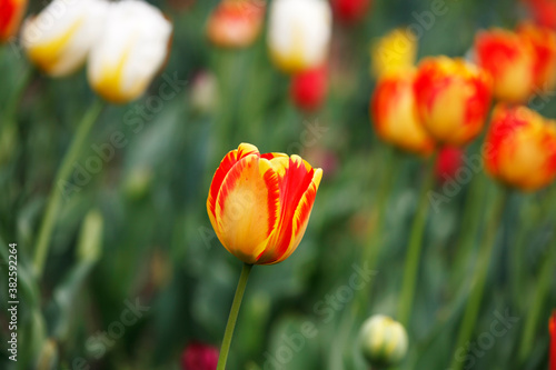 Tulips in the garden, spring