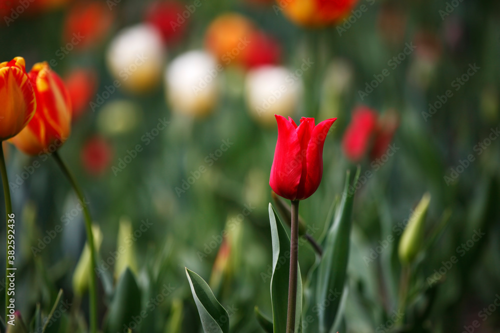 Obraz premium Tulips in the garden, spring