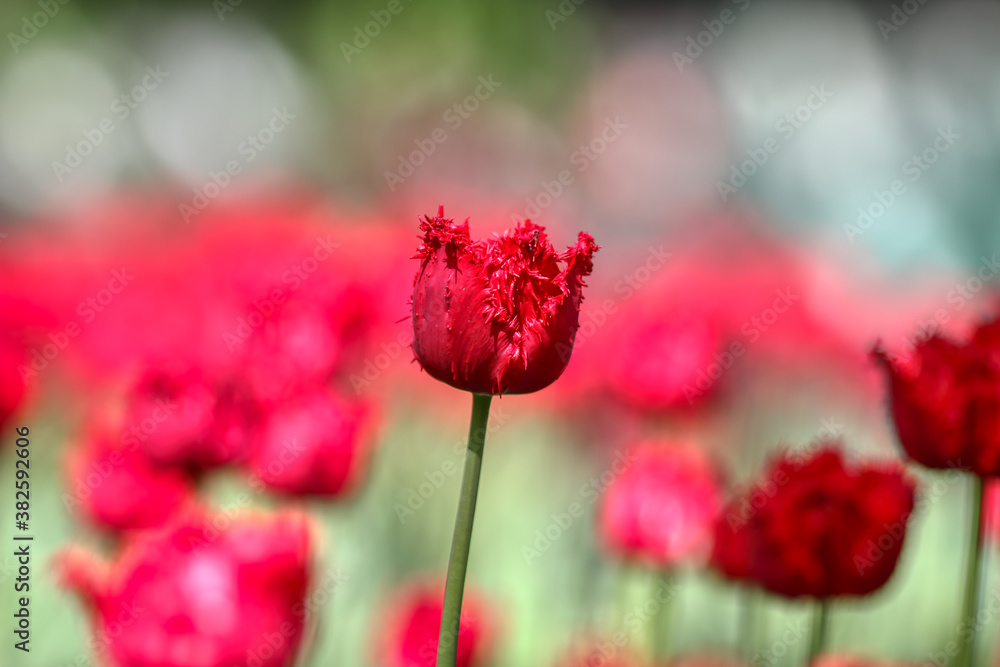 Obraz premium Tulips in the garden, spring