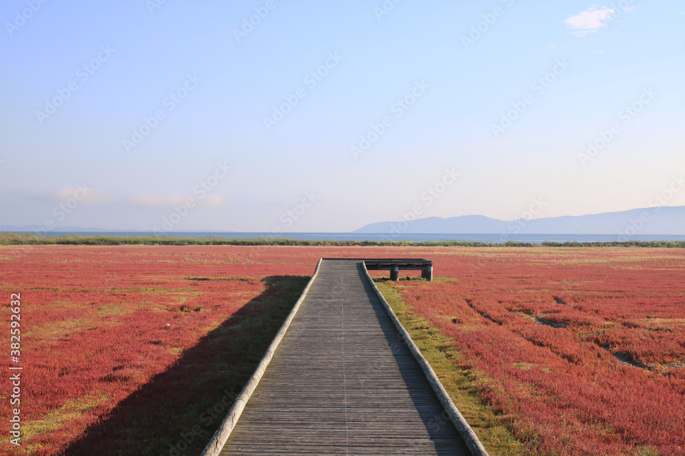 Boardwalk in the Salicornia europaea (Lake Notoro, Abashiri, Hokkaido, Japan)