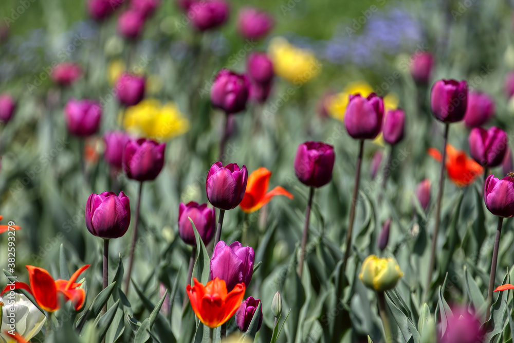 Tulips in the garden, spring